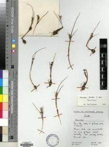 Type specimen at Edinburgh (E). Hilliard, Olive; Burtt, Brian: 8816. Barcode: E00193973.