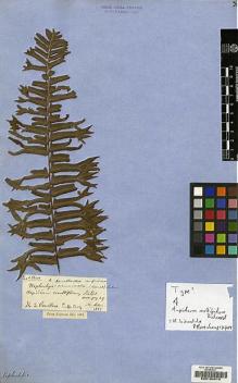 Type specimen at Edinburgh (E). Pamplin, William: . Barcode: E00194013.