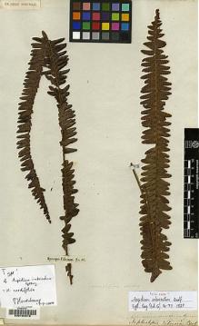 Type specimen at Edinburgh (E). Sieber, Franz(e): . Barcode: E00194018.