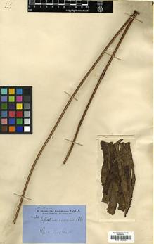 Type specimen at Edinburgh (E). Brown, Robert: 20. Barcode: E00194021.