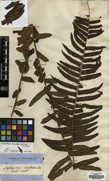 Type specimen at Edinburgh (E). Brown, Robert: 20. Barcode: E00194022.