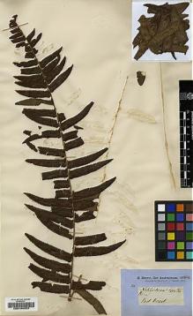 Type specimen at Edinburgh (E). Brown, Robert: 20. Barcode: E00194023.