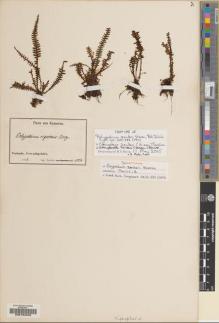 Type specimen at Edinburgh (E). Zenker, Georg: 1507. Barcode: E00194040.