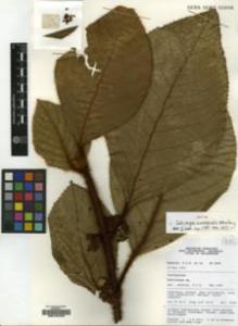 Type specimen at Edinburgh (E). Kessler, Paul: 2650. Barcode: E00194484.