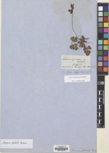 Type specimen at Edinburgh (E). Gardner, George: 4086. Barcode: E00195032.
