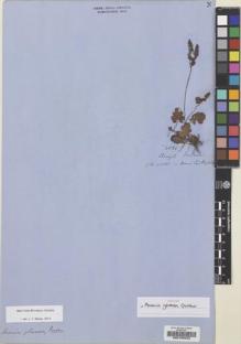 Type specimen at Edinburgh (E). Gardner, George: 4086. Barcode: E00195033.