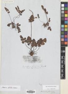 Type specimen at Edinburgh (E). Gardner, George: 4086. Barcode: E00195034.