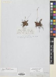 Type specimen at Edinburgh (E). Gardner, George: . Barcode: E00195038.