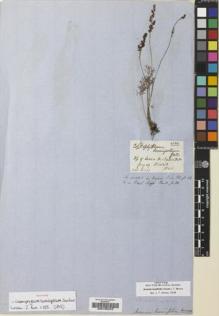 Type specimen at Edinburgh (E). Gardner, George: 4084. Barcode: E00195042.