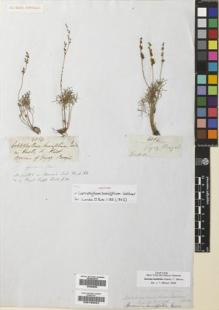 Type specimen at Edinburgh (E). Gardner, George: 4084. Barcode: E00195044.