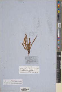 Type specimen at Edinburgh (E). Mactier, W.: . Barcode: E00195211.
