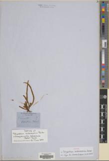 Type specimen at Edinburgh (E). Mactier, W.: . Barcode: E00195212.