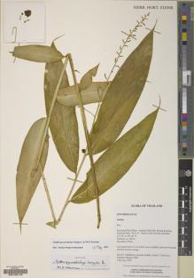 Type specimen at Edinburgh (E). Middleton, David; Suddee, Somran; Davies, Stuart; Hemrat, Chandee: 1090. Barcode: E00196140.