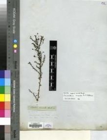 Type specimen at Edinburgh (E). Drège, Jean: S.N.. Barcode: E00196182.
