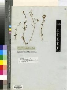 Type specimen at Edinburgh (E). Drège, Jean: S. N.. Barcode: E00196188.