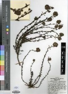 Type specimen at Edinburgh (E). Hilliard, Olive; Burtt, Brian: 5451. Barcode: E00196195.