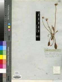 Type specimen at Edinburgh (E). Drège, Jean: S.N.. Barcode: E00196196.