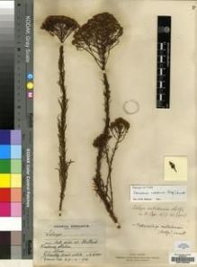 Type specimen at Edinburgh (E). Wood, John: 4863. Barcode: E00196200.