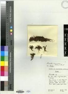 Type specimen at Edinburgh (E). Hilliard, Olive; Burtt, Brian: 8821. Barcode: E00196203.