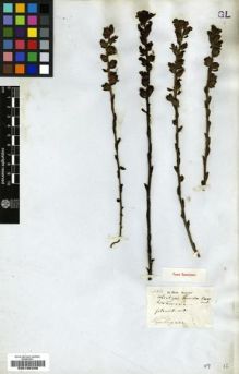Type specimen at Edinburgh (E). Harvey, William: 267. Barcode: E00196206.