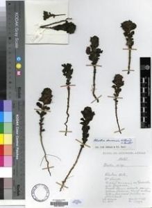 Type specimen at Edinburgh (E). Hilliard, Olive; Burtt, Brian: 10372. Barcode: E00196207.