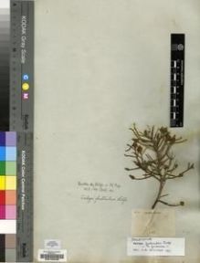 Type specimen at Edinburgh (E). Harvey, William: 600. Barcode: E00196230.