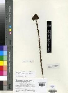 Type specimen at Edinburgh (E). Esterhuysen, Elsie: 2470. Barcode: E00196239.