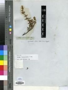 Type specimen at Edinburgh (E). Drège, Jean: S.N.. Barcode: E00196241.
