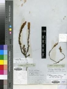 Type specimen at Edinburgh (E). Drège, Jean: S.N.. Barcode: E00196245.