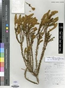 Type specimen at Edinburgh (E). Batten, Auriol: AB 1040. Barcode: E00196246.