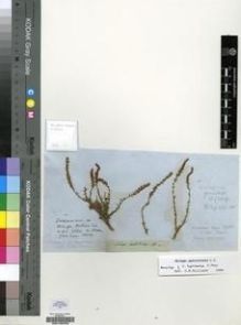 Type specimen at Edinburgh (E). Drège, Jean: S.N.. Barcode: E00196253.