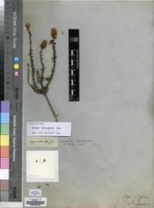 Type specimen at Edinburgh (E). Drège, Jean: S.N.. Barcode: E00196255.