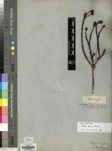 Type specimen at Edinburgh (E). Ecklon, Christian; Zeyher, Carl: 35. Barcode: E00196258.