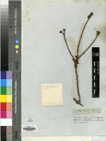 Type specimen at Edinburgh (E). Drège, Jean: S.N.. Barcode: E00196259.