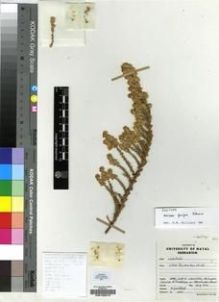 Type specimen at Edinburgh (E). Goldblatt, Peter: 4266. Barcode: E00196272.
