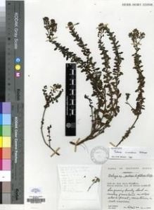 Type specimen at Edinburgh (E). Hilliard, Olive; Burtt, Brian: 16343. Barcode: E00196273.