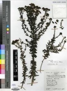 Type specimen at Edinburgh (E). Hilliard, Olive; Burtt, Brian: 19052. Barcode: E00196275.