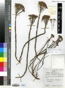 Type specimen at Edinburgh (E). Hilliard, Olive; Burtt, Brian: 18918. Barcode: E00196279.