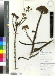 Type specimen at Edinburgh (E). Hilliard, Olive; Burtt, Brian: 10798. Barcode: E00196280.
