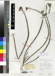 Type specimen at Edinburgh (E). Hilliard, Olive; Burtt, Brian: 10785. Barcode: E00196281.