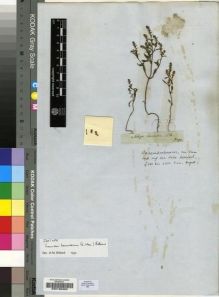 Type specimen at Edinburgh (E). Drège, Jean: S.N.. Barcode: E00196302.