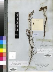 Type specimen at Edinburgh (E). Drège, Jean: S.N.. Barcode: E00196303.