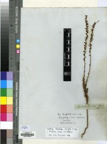 Type specimen at Edinburgh (E). Drège, Jean: S.N.. Barcode: E00196305.