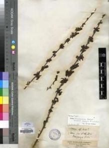 Type specimen at Edinburgh (E). Buchanan, John: 495. Barcode: E00196312.