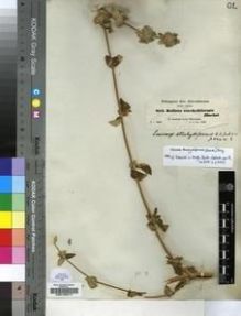 Type specimen at Edinburgh (E). Schimper, Georg: 852. Barcode: E00196317.