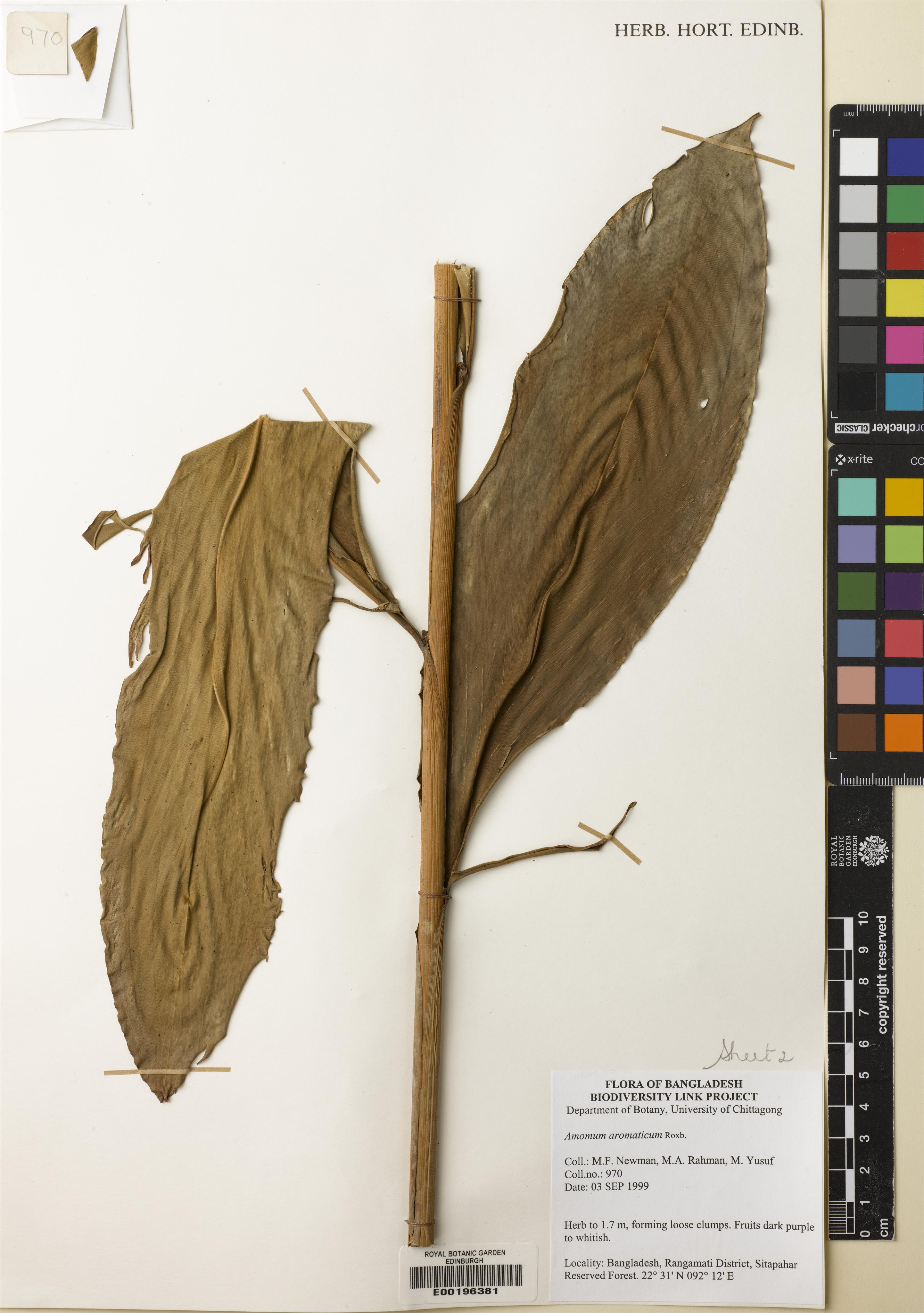 Wurfbainia aromatica (Wurfbainia aromatica)