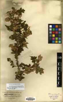 Type specimen at Edinburgh (E). Hohenacker, Rudolph: 1074. Barcode: E00196408.