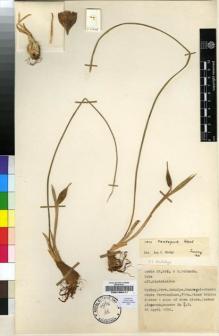 Type specimen at Edinburgh (E). Davis, Peter; Polunin, Oleg: 25845. Barcode: E00196411.