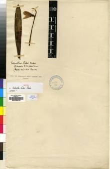 Type specimen at Edinburgh (E). Foster, Michael: 89. Barcode: E00196418.
