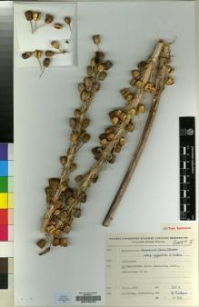 Type specimen at Edinburgh (E). Baytop, Asuman: 37819. Barcode: E00196422.